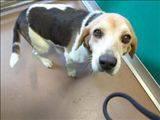 Beagle - Mattie - Medium - Adult - Female - Dog