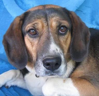 Beagle - Molly Medbury - Large - Adult - Female - Dog