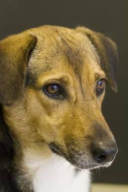 Beagle - Mrs. Honey Hermosa - Medium - Adult - Female - Dog