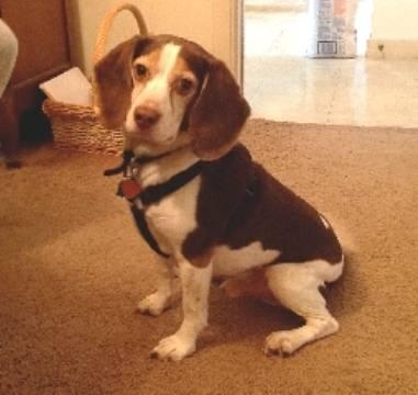 Beagle - Otis - Small - Adult - Male - Dog