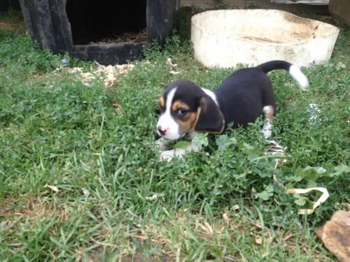 Beagle pup 10 inch