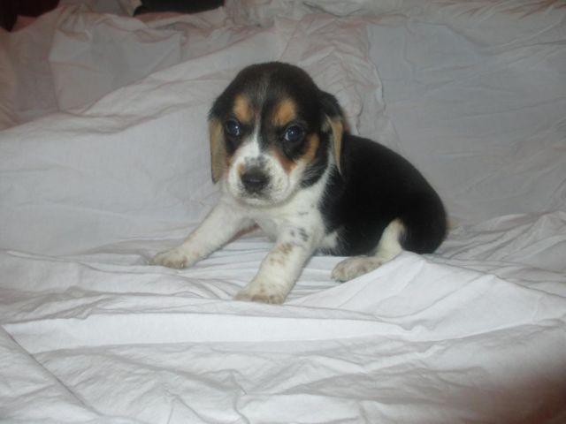 Beagle puppy -7 week old
