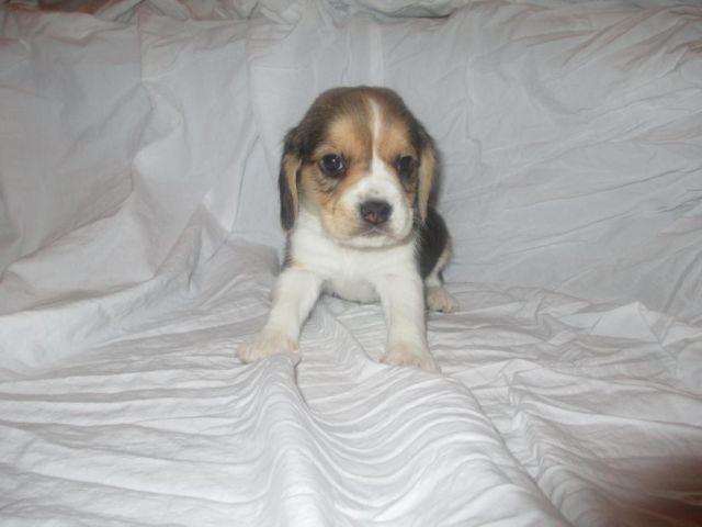 Beagle puppy -7 weeks old