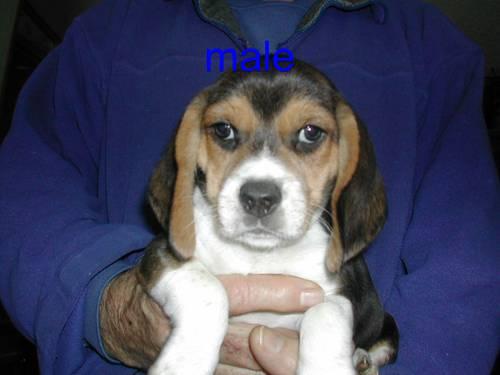 Beagle Pups AKC