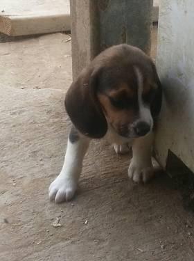 beagle pups small 10 inch