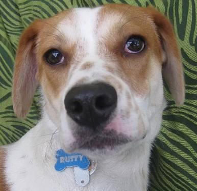 Beagle - Rusty Fraser - Medium - Young - Male - Dog