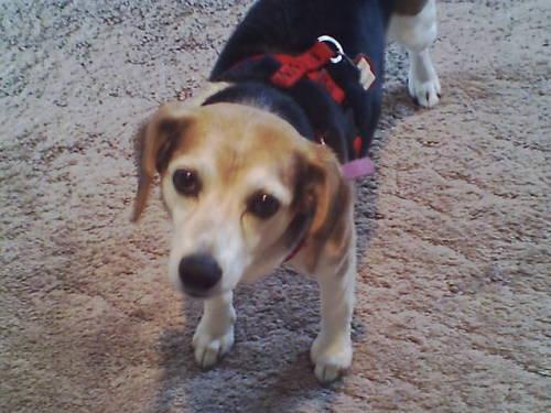 Beagle - Schautzee - Medium - Adult - Female - Dog