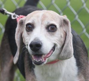 Beagle - Toby - Medium - Senior - Male - Dog