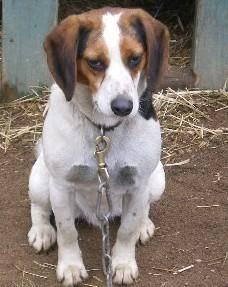 Beagle - Toby - Medium - Young - Male - Dog