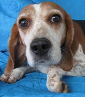 Beagle - Veruca - Medium - Adult - Female - Dog