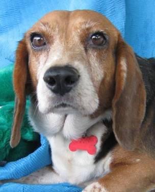 Beagle - Viera - Medium - Senior - Female - Dog