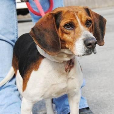 Beagle - Wilbur - Medium - Young - Male - Dog