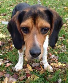 Beagle - Woody - Medium - Young - Male - Dog