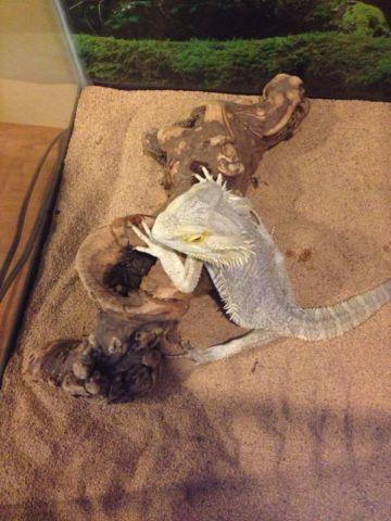 Bearded dragon and cage