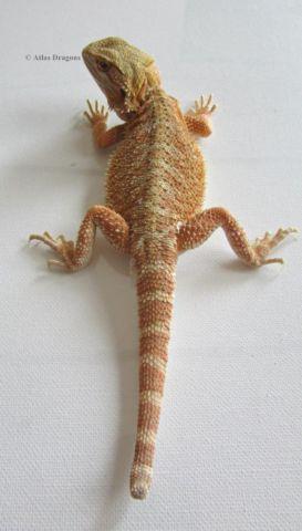 bearded dragons- discounted (nips imperfections.)