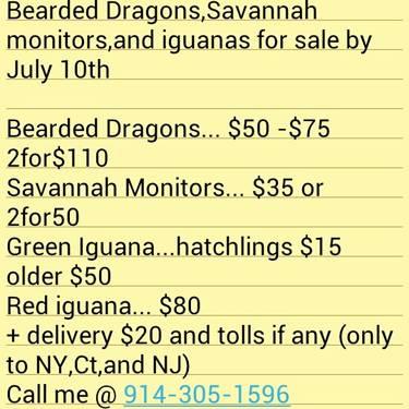 Bearded Dragons,Savannah Monitors,and green and red iguanas for sale