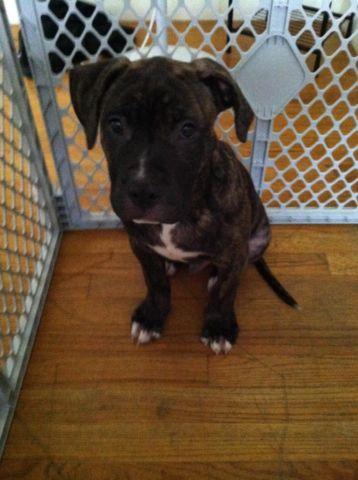 Beaufitul male pitbull puppy for sale