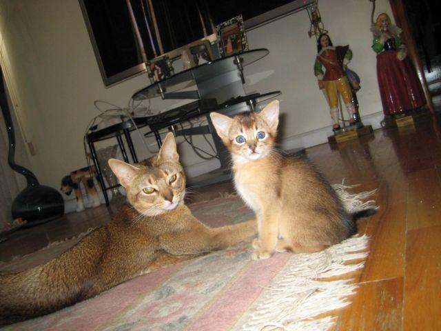 Beautiful Abyssinian Kittens
