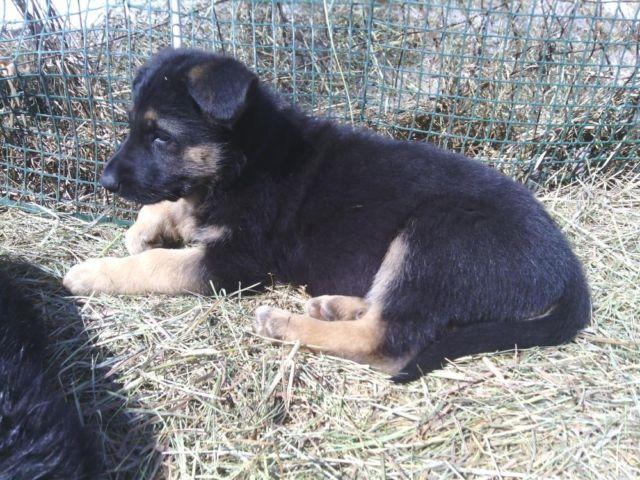 Beautiful AKC German Shepherd Puppy - 8 weeks old - $600