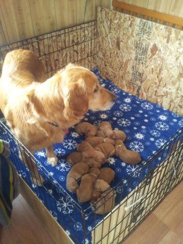 Beautiful AKC Golden Retriever Puppies ready for homes May 16th