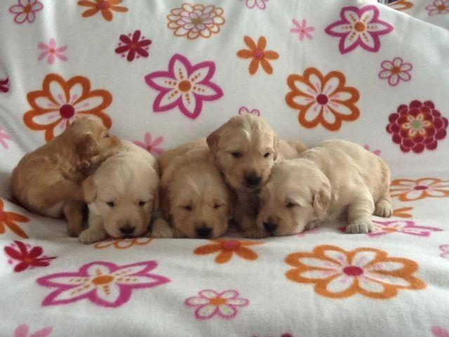 Beautiful AKC/OFA Golden Retriever Puppies
