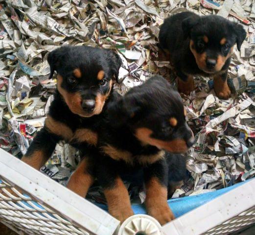 Beautiful AKC Registered Rottweilers Puppies