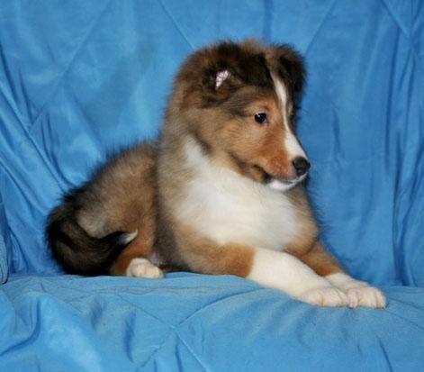 Beautiful AKC registered Sheltie puppy availalbe to a forever home