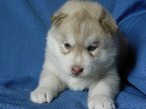 Beautiful AKC Siberian Husky Puppies