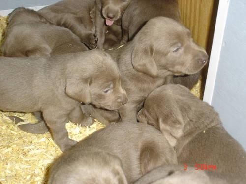 Beautiful AKC Silver lab Puppies---Born Sept. 6th--5 wks.