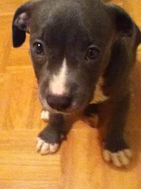 Beautiful American Bully female puppy for sale-9 weeks old