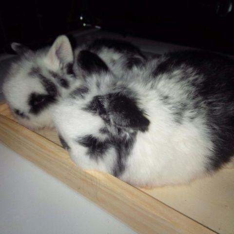 Beautiful baby holland lop bunnies $65
