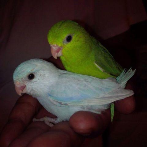 Beautiful baby parrotlets $75