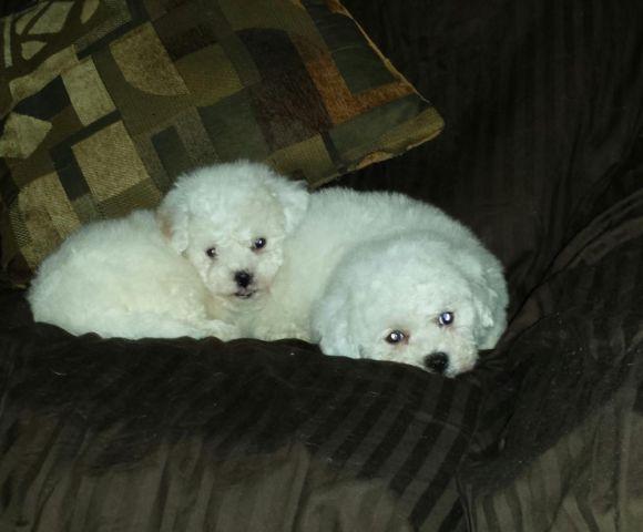 beautiful Bichapoo puppies