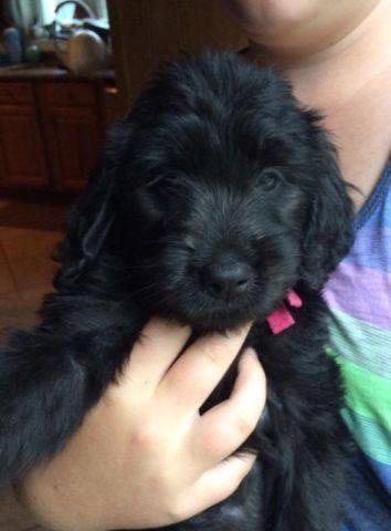 Beautiful Black Goldendoodle Puppies - 8 weeks only 2 Males left!