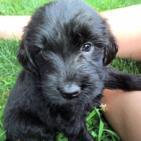 Beautiful Black Goldendoodle Puppies - Ready to go