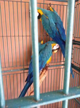 Beautiful Blue and Gold Macaws