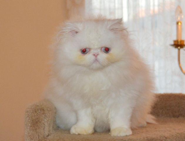 Beautiful Blue Eye White Persian Kitten - 3 months old