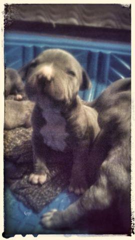 Beautiful Blue Pitbull puppies-just born 4/25/14