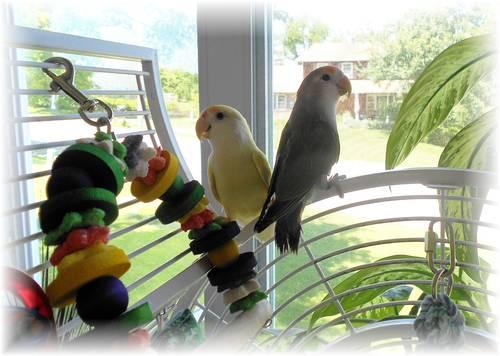Beautiful Bonded Lovebird Pair with Large Cage (Warwick, NY)