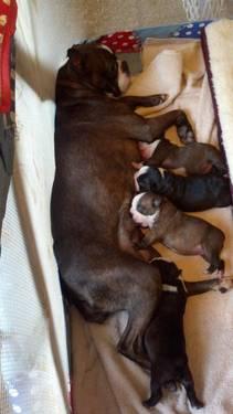 Beautiful Boston Terrier Puppies..Fawn and Cream Factored
