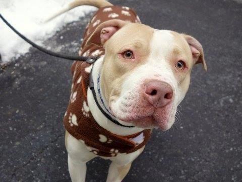 Beautiful calm amstaff pup Princess in danger@NYC kill shelter