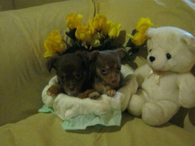 Beautiful chihuahua babies for sale in Connecticut - $550
