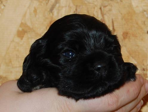 Beautiful Cocker Spaniel Puppies For Sale