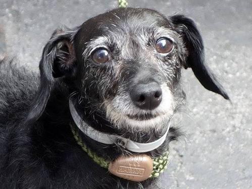 Beautiful dachshund mix Cecilia in danger@NYC kill shelter