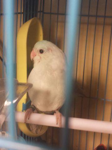 Beautiful Dilute Blue Male Parrotlet