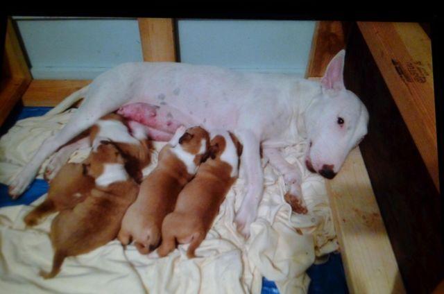 BEAUTIFUL ENGLISH BULL TERRIER PUPPY,S FOR SALE