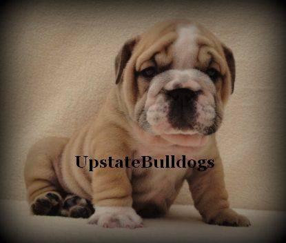 Beautiful English Bulldog Puppies Available