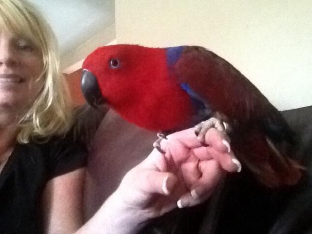 Beautiful female eclectus parrot