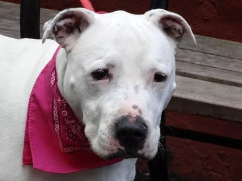 Beautiful female pitbull Pepa in danger@NYC kill shelter