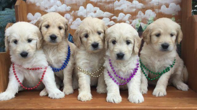 Beautiful Goldendoodle Puppies